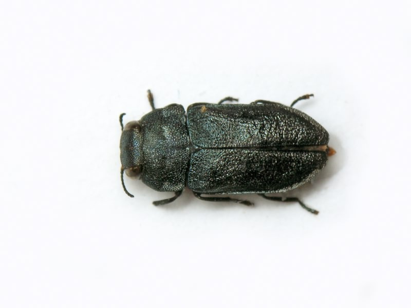 Anthaxia quadripunctata quadripunctata (Linnaeus, 1758)